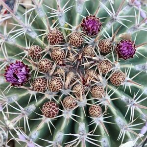 Meet your Posher, Cameron